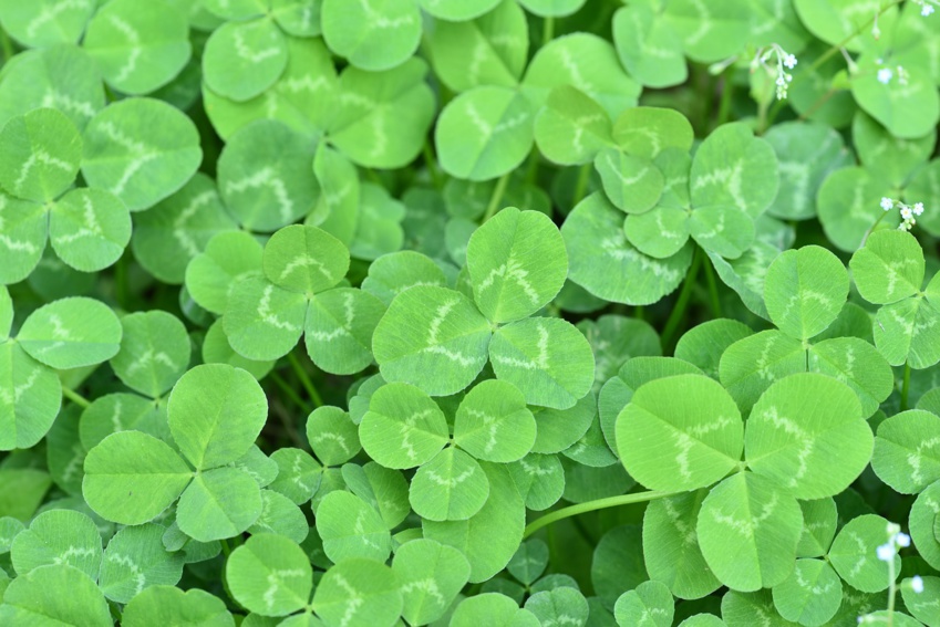 8 Surprising Benefits of Clover for a Healthier, Eco-Friendly Lawn