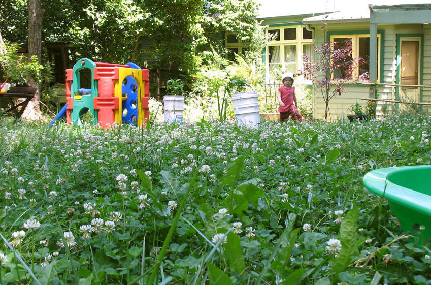 Eco-Friendly Clover: Low-Maintenance, Drought-Resistant Lawn Alternative