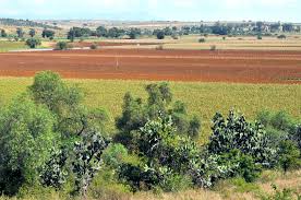 House+Home Ambassadors in Mexico Plant 850 Trees with Apoya tu Bosque Local