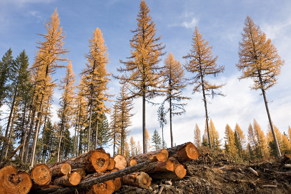 Sustainable Forestry: Renewable Wood Supply & Environmental Preservation in the U.S.