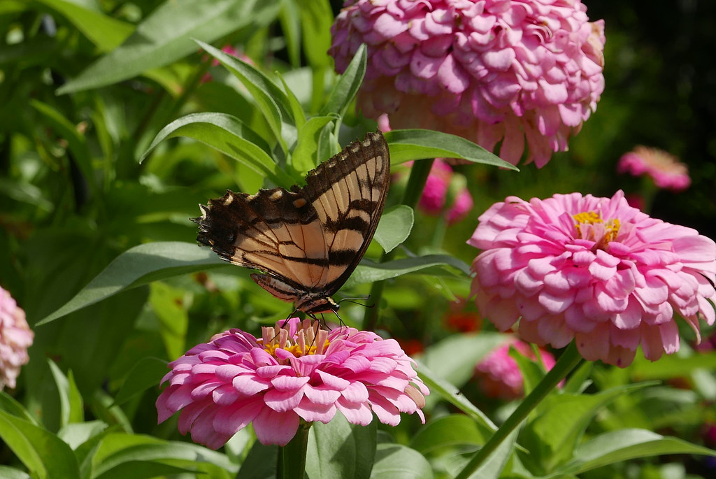 Parks for Pollinators BioBlitz: Support Wildlife This September