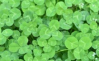 8 Surprising Benefits of Clover for a Healthier, Eco-Friendly Lawn