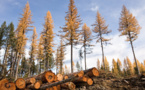 Sustainable Forestry: Renewable Wood Supply &amp; Environmental Preservation in the U.S.