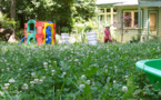 Eco-Friendly Clover: Low-Maintenance, Drought-Resistant Lawn Alternative