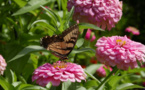 Parks for Pollinators BioBlitz: Support Wildlife This September