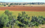 House+Home Ambassadors in Mexico Plant 850 Trees with Apoya tu Bosque Local