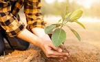 Arbor Day Carbon Releases 2024 Insights on Voluntary Carbon Market Trends